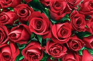 Different Colors Of Roses Share Different Messages