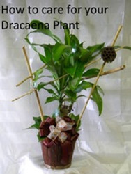 How to Care for a Dracaena