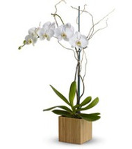 Show How Much You Care With an Orchid From a Pasadena Texas Flower Shop