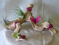 Air Plants - What's Hot and Trendy