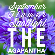 September Flower Spotlight: Agapanthas