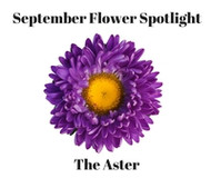 September Flower Spotlight - The Aster