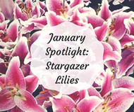 January Flower Spotlight: Stargazers' Inspiration