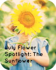 July Flower Spotlight: The Sunflower