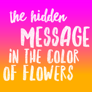 The Hidden Message in the Colors of Flowers