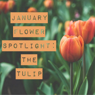 January Flower Spotlight: The Tulip