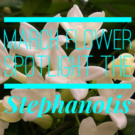 Flower Spotlight of the Month: The Stephanotis