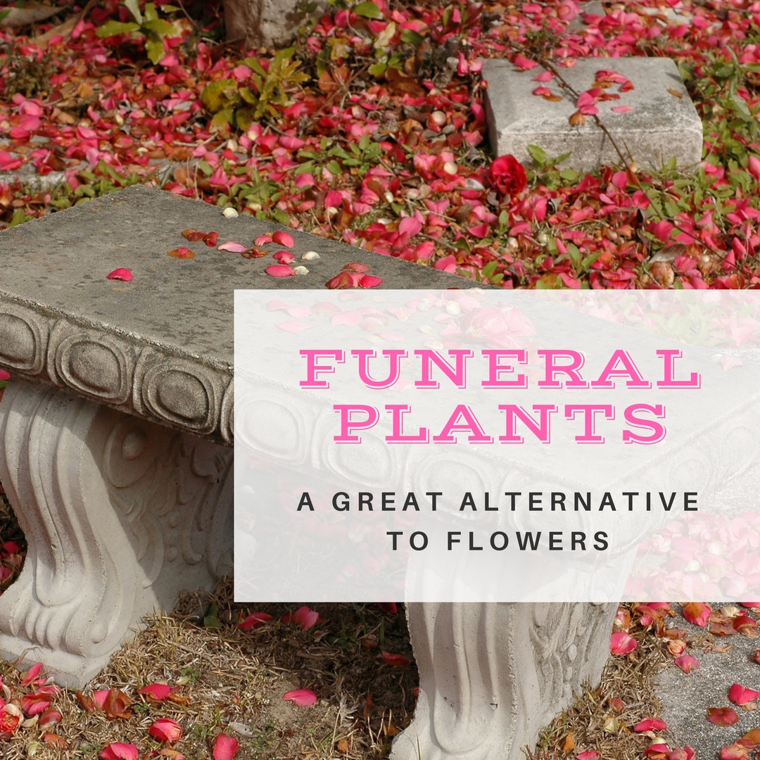 Funeral Plants An Important Alternative to Funeral Flowers Enchanted Florist Pasadena