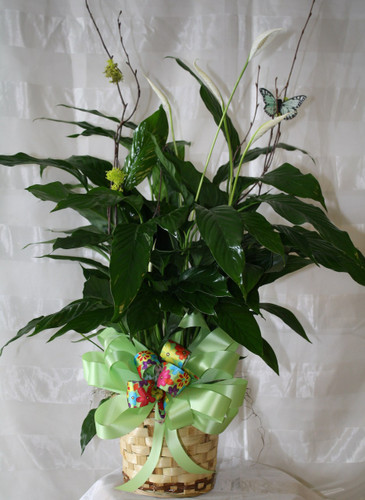 Simply Elegant Spathiphyllium Peace Lily Small Plant, is also known as the peace lily or closet plant. This dark leafy plant with its delicate white blossoms makes a simply elegant gift. There's nothing small about the sentiment delivered along with this pretty plant. Available in other sizes. Includes birch branch, butterfly, and ribbon treatment. Colors will vary.
RM415