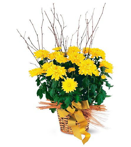 Yellow Fall Mum blooming Plant from Enchanted Florist. This bright yellow chrysanthemums adorned with birch provides long-lasting hope. One yellow chrysanthemum plant arrives in a natural basket with fall-themed trim. Approximately 14" W x 28" H
SKU RM465