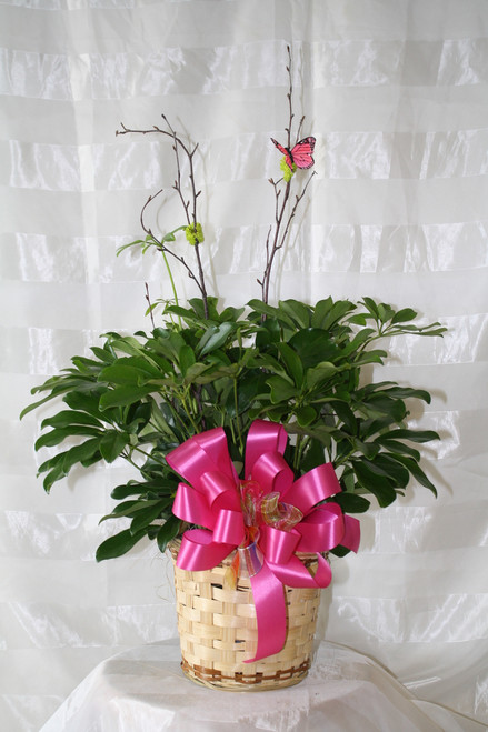 Sensational Schefflera Green Plant Small Hawaiian from Enchanted Florist. Also known as the umbrella plant or arbicola due to its lovely arching leafy branches, it makes an amazing gift. It can last for years and lend its graceful beauty to any home or office. Includes birch branch and butterfly. Colors of ribbons will vary.
SKU RM418