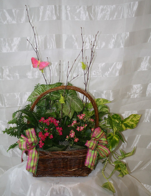Blooming Beauty English Blooming Garden by Enchanted Florist. A wonderful basket full of blooming and green plants. This long lasting planter can be used for so many different occasions. Includes birch branches and colorful butterfly. Same day delivery to Downtown Houston and surrounding areas. RM437