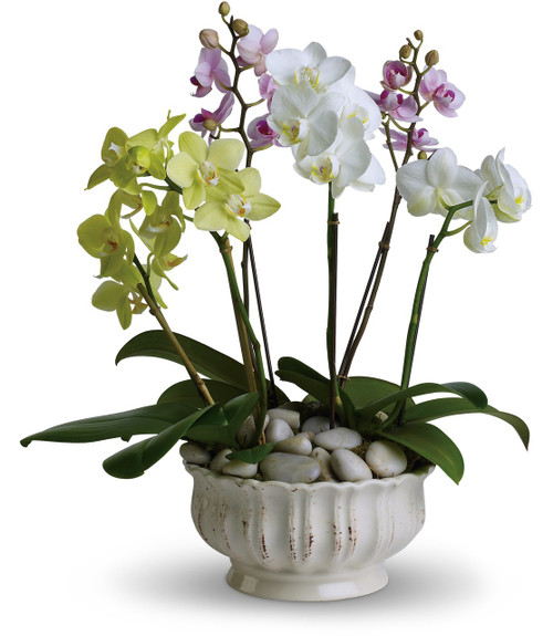 Exquisite Orchid Exotic Garden by Enchanted Florist Pasadena TX. Six  exotic orchid plants arranged in a beautiful container. Including 2 white phalaenopsis orchid plants, 2 green orchid plants, and 2 purple orchid plants. Next day delivery available in Houston TX. Orchid plants make a unique and long lasting gift. RM437