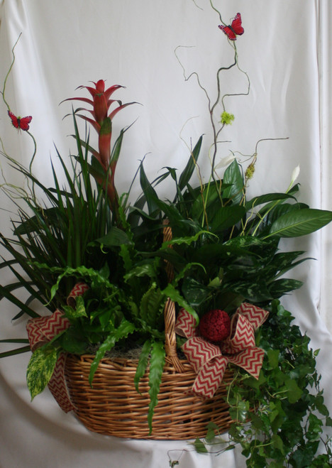 Extra Large European Garden Basket with Bromeliad from Enchanted Florist. This beautiful basket includes 6 plants total, including a tropical bromeliad plant plus five other various green plants. Each one different and selected for their color and texture. Your basket will arrive decorated similar to shown in the picture with bows, branches, and butterflies.
SKU RM455
Approximate size is 30"W x 34"H