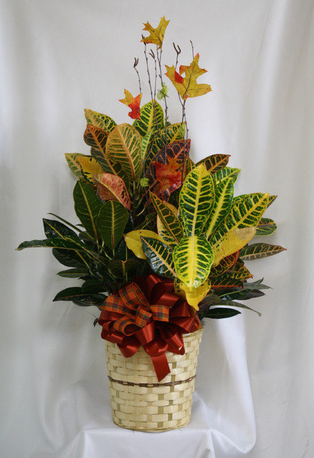 Croton Plant with Fall Decoration - Medium from Enchanted Florist. This colorful leafy plant with its thick stems makes a fantastically fall gift. Known for its beautiful autumn color scheme, this brilliant green plant with dazzling yellow, orange, red and green leaves makes a perfect gift for almost any occasion. Low-maintenance, high quality. Includes birch branch, fall leaves, and ribbon treatment. Approximately plant size is 32"H x 20"W.
SKU RM461

 

 

 


 