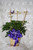 Hawaiian Schefflera Plant with Bamboo Armature - Small from Enchanted Florist. This lovely plant comes enclosed in a bamboo armature and includes a butterfly lifting the spirits of those in it's path. A perfect statement for any home or office. Colors of ribbons will vary. Same day delivery on decorated green plants by Enchanted Florist Pasadena TX
SKU RM413