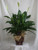 Noble One Peace Lily Green House Plant from Enchanted Florist. The classic peace lily, or spathiphyllum plant has snowy white flowers that brings lasting serenity to any room. Pot size is a 6" pot. Plant size is approximately 32"H x 22"W.  
SKU RM406