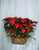 Double Basket of Red Poinsettias by Enchanted Florist. Two red poinsettias in a basket and magically decorated are hand delivered by your real florist. It's a beautifully traditional gift - with double the fun! Approximately 26" W x 26" H
SKU RM276