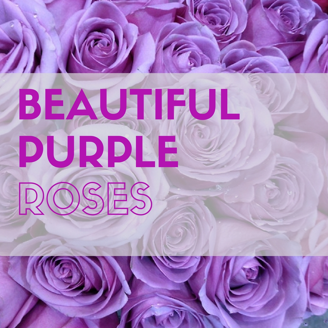 purple rose wallpapers