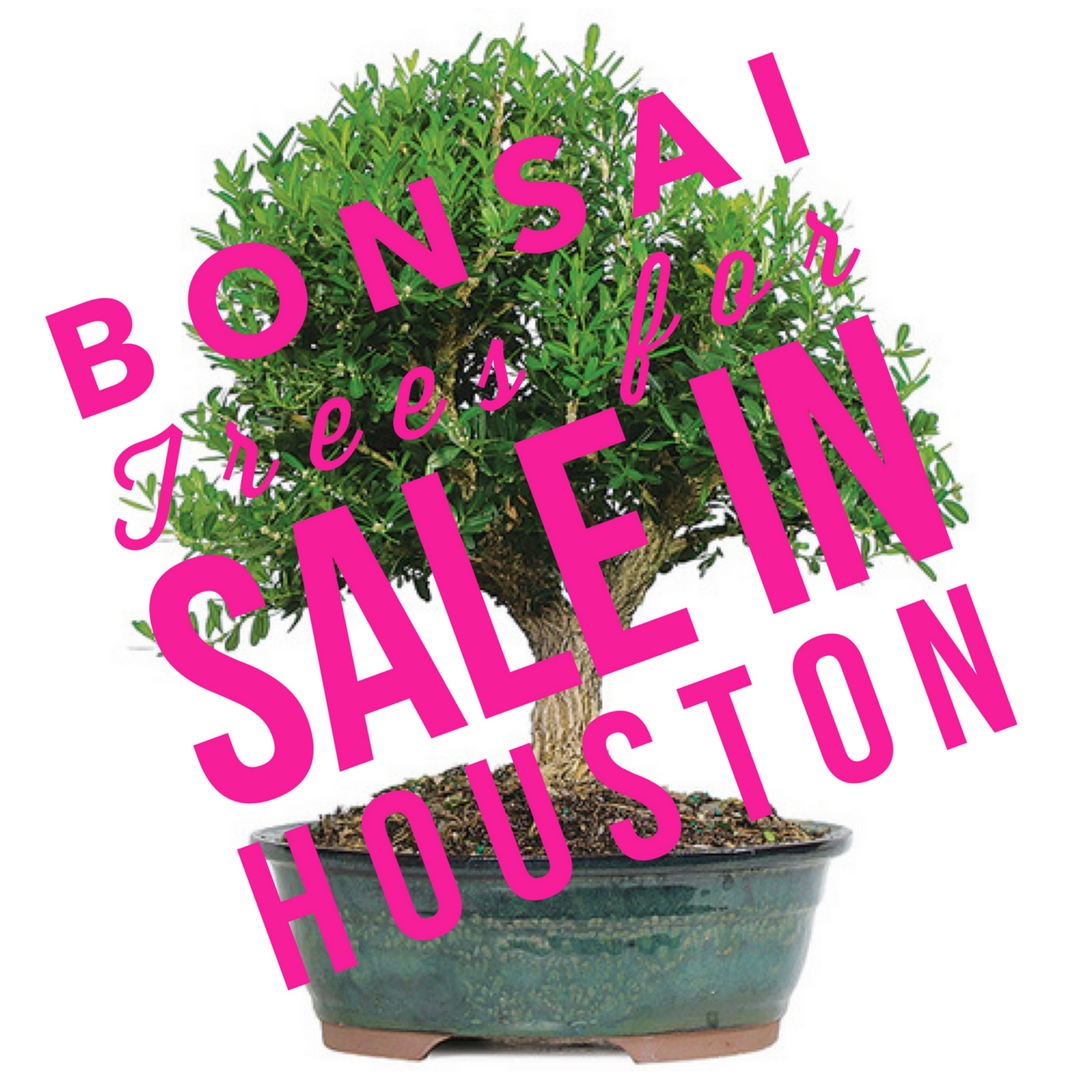 Looking For Bonsai Trees in Houston? We Have Them! Maybe! Enchanted