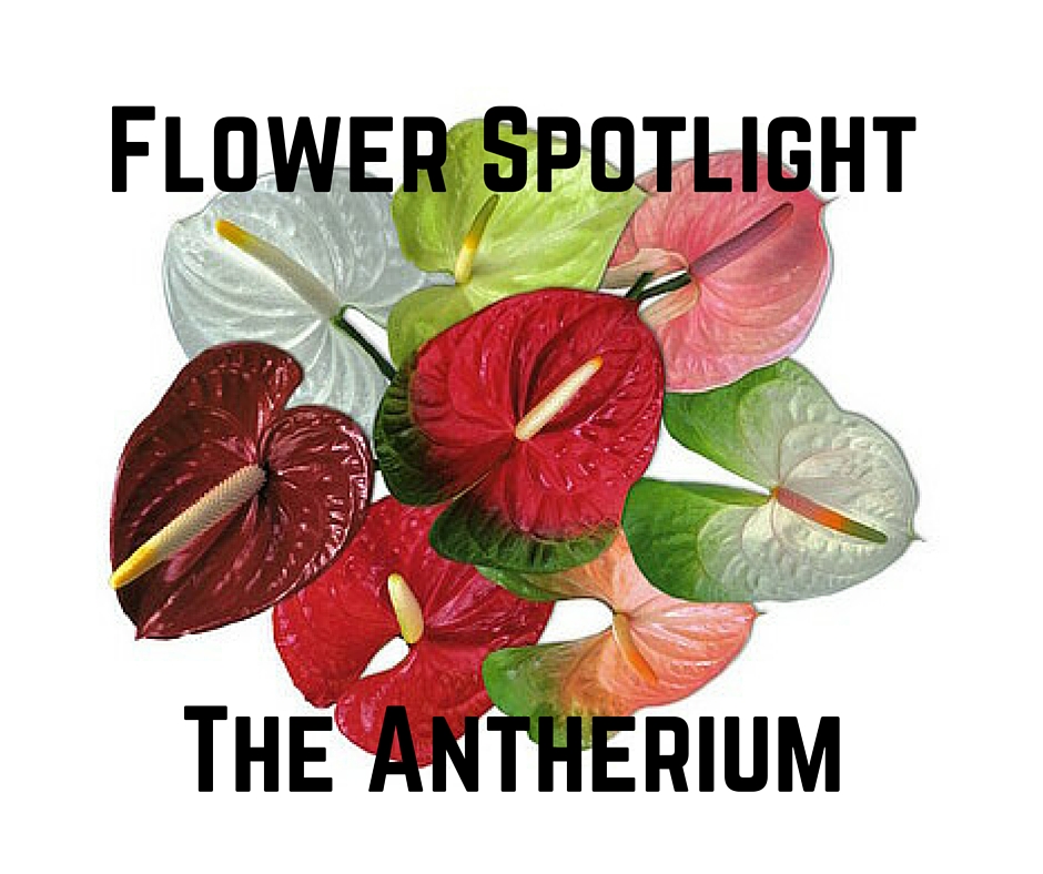 October Flower Spotlight The Antherium Enchanted Florist Pasadena