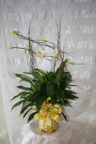 Peace Lily Green Closet Plant with Birch Armature