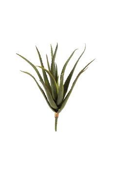 Aloe Stem 