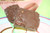 Middlebury Sweets Chocolate Bark Bites - Caramel Pretzel Bark