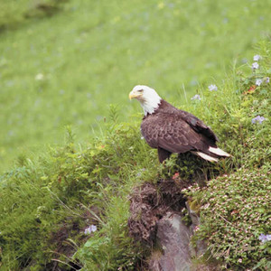 Patriotic 240 12 3 Artist Micro Fiber Cleaning Cloth Patriotic 240 12 3 Artist Micro Fiber Cleaning Cloth