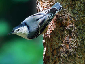 Birds 240 70b 3 Artist Micro Fiber Cleaning Cloth Birds 240 70b 3 Artist Micro Fiber Cleaning Cloth