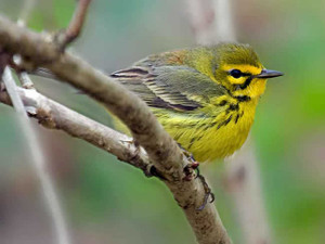 Birds 240 70b 4 Artist Micro Fiber Cleaning Cloth Birds 240 70b 4 Artist Micro Fiber Cleaning Cloth