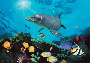 Shimmer Bay Shallows 240 75b 5 Artwork Micro Fiber Clean Cloth Hawaii Ocean Reef Shimmer Bay Shallows 240 75b 5 Artwork Micro Fiber Clean Cloth Hawaii Ocean Reef