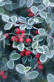 Holiday Christmas Theme Cleaning Cloth, Berries Of Ilex