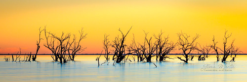 Sunset hues are the backdrop to silhouetted trees in the foreground in blue water