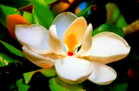 magnolia-flower.jpg