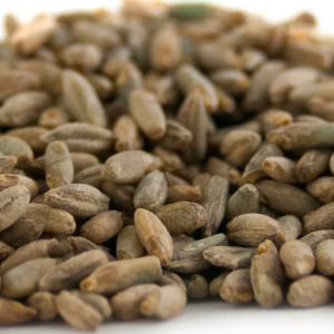 Rye Malt by Proximity Malt 1 lb beer brewing grains (4L) Rye Malt by Proximity Malt 1 lb beer brewing grains (4L)