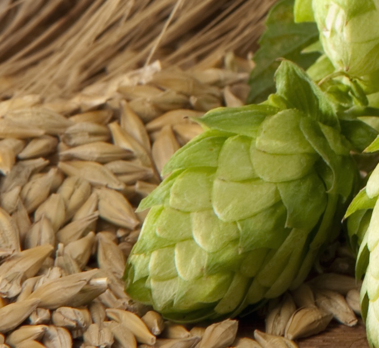 Beer Ingredients Beer Ingredients