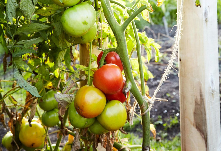 Beginner Vegetable Gardening Made Easy