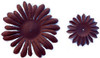Brown Gerber Daisy Petals