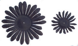 Black Gerber Daisy Petals