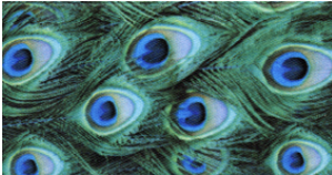Peacock Plumes Printed Ribbon #703