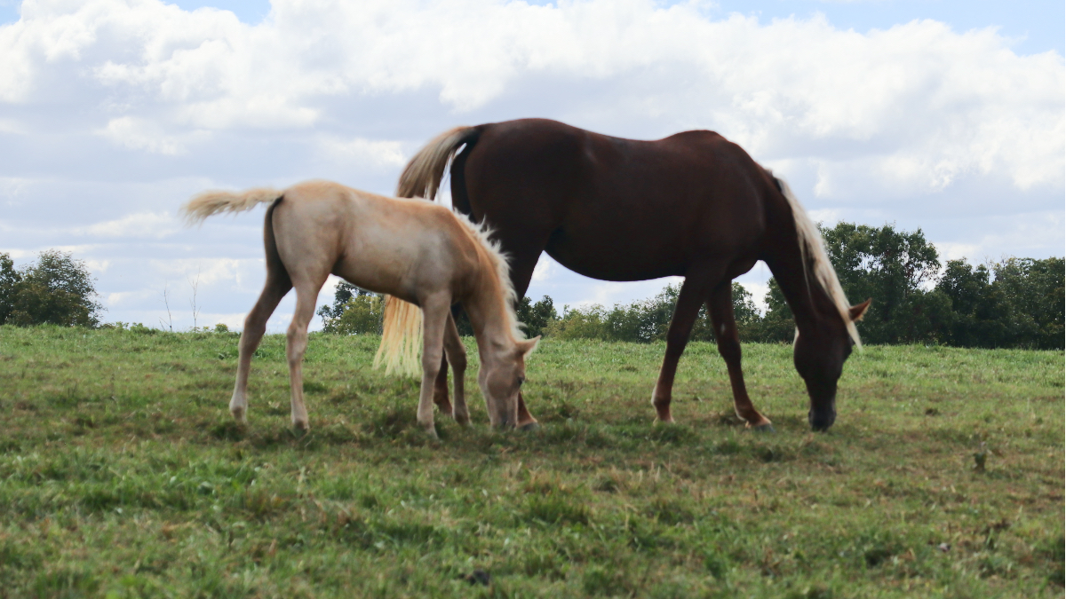 mare-foal-sky.jpg