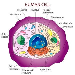 CoQ10 protects the mitochondria, the powerhouse of retinal cells.