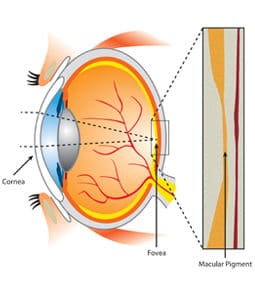 The macular pigment can be compromised from overexposure to blue light and in patients with high oxidative stress.