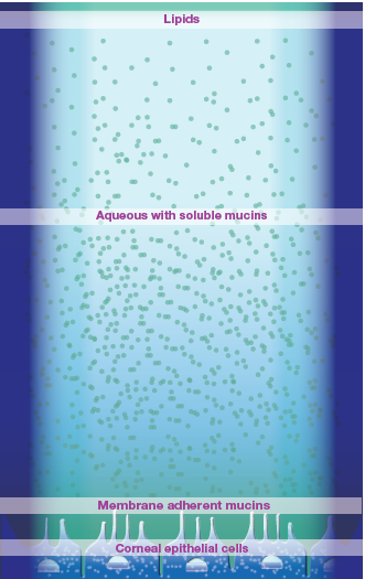 Tear film layers diagram
