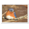 Wintering Bluebird New Years Card cover photo shows Eastern bluebird fluffed up against the cold and the Lewis Carroll quote, "Today isn't any other day, you know"
