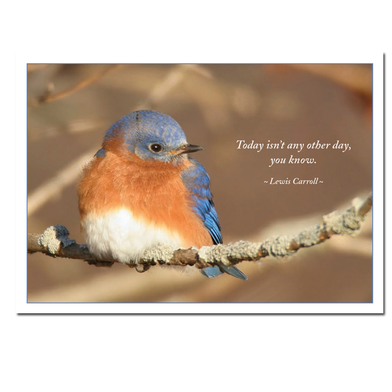 Bluebird Cards with Lewis Carroll Quotation cover Photo of bluebird with Lewis Carroll quotation: ”Today isn't any other day, you know”