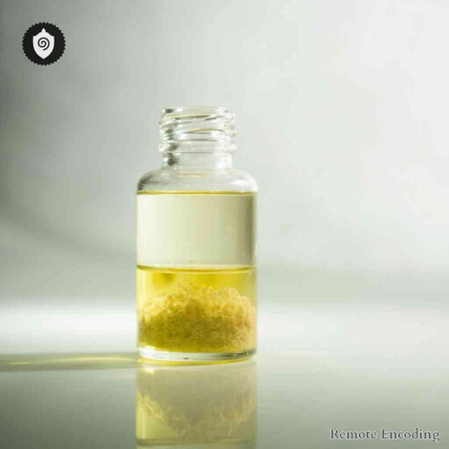 Viscum Abietis remote imprint module for quantum transmission and distance energy relay in energetic fields