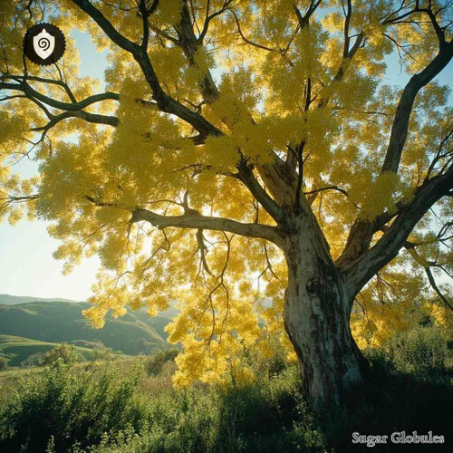 Acacia Dealbata sugar spheres in compact orb form for energetic homeopathic (nonmedical) dry-format presentation and storage