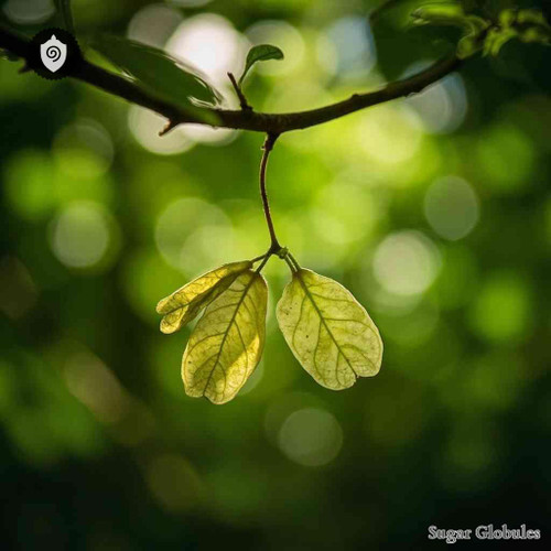 Acer Pseudoplatanus Fructus sugar orbs in uniform pellet format for energetic homeopathic (nonmedical) physical form presentation